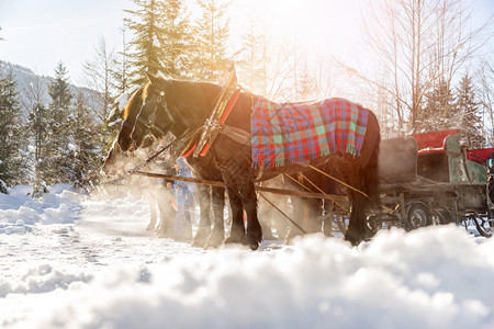 奥地利阳光明媚的冬天靠近马车图片