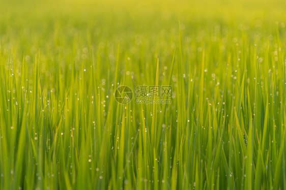 亚洲稻田附近绿地农缺水亚洲村或地区有植物等待收割自然景观背图片