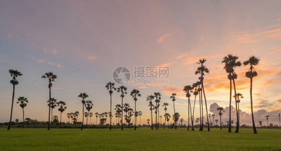 泰国PathumThani农村地区SamKhok区日落时公园绿稻田中的东叹树图片