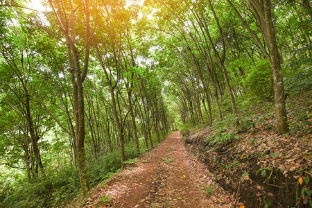 橡胶种植园的公路橡胶树农业在泰国村公路的花园中天然乳胶树图片