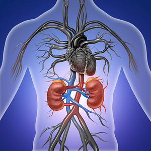 红色和蓝动脉的人类肾脏作为3D插图样式的表从医学角度说明了尿道系统内部的解剖图片