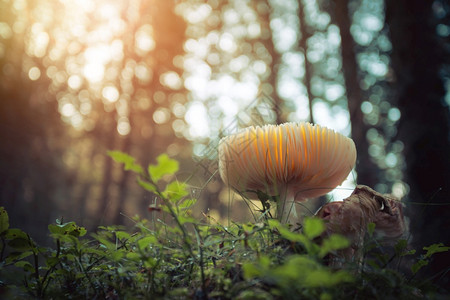 在阳光明媚的木林里蘑菇贴近图片