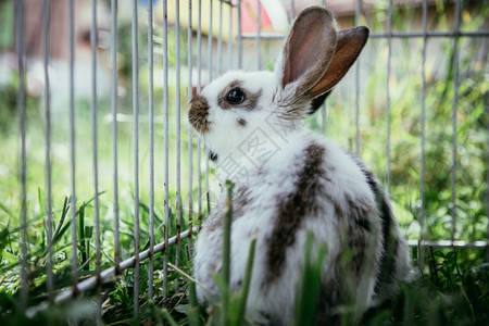 小兔子坐在户外绿草春天图片
