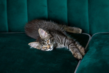 猫咪躺在绿色沙发上图片