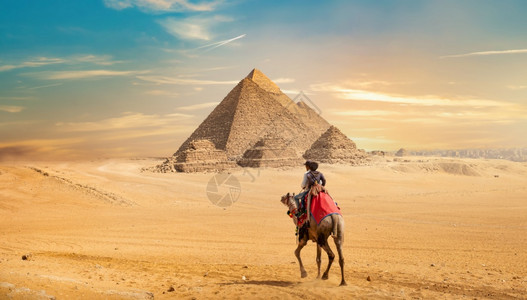 埃及的骆驼和吉萨金字塔骆驼和图片