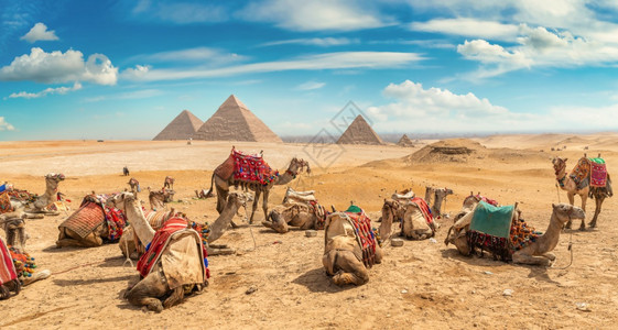 白天在金字塔附近沙漠中的骆驼图片