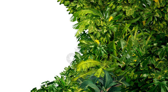 热带雨林是一片空白的框其丰富绿色植物是和棕榈树叶在南热气候中发现南美夏威夷和亚洲有一个白色孤立的复制空间中心图片