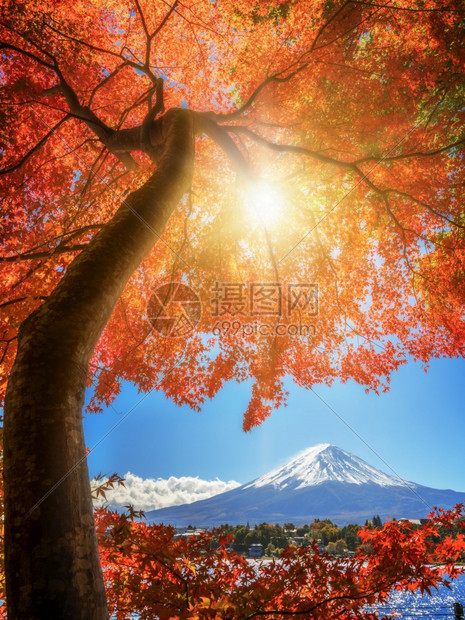 日本富士山的秋天多彩川口子湖是日本最享受富士山景色的地方之一日本秋色中富士山的颜变化图片