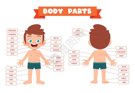 耳朵卡通快乐可爱的男孩身体部分解剖插画
