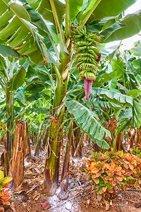 香蕉种植园香蕉的树图片