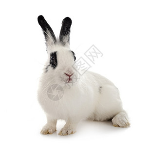 白色背景面前的英语斑点兔子高清图片