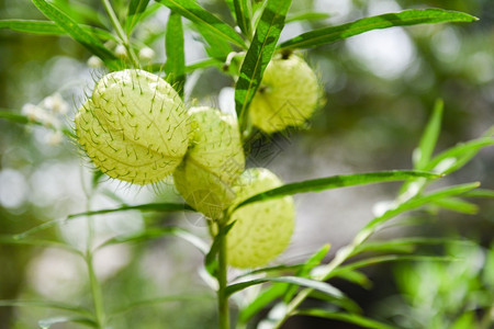 Gomphocarpusphysoscarpus气球植物装饰树气球棉花图片