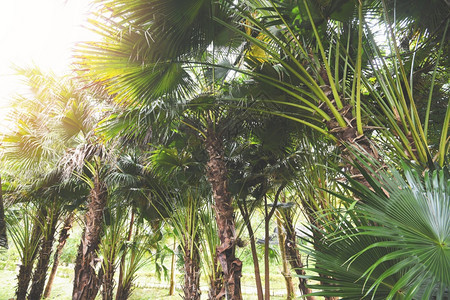 夏季棕榈园农业中的热带棕榈树图片