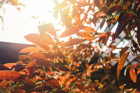 在阳光明媚的清晨亮树上秋叶自然图片