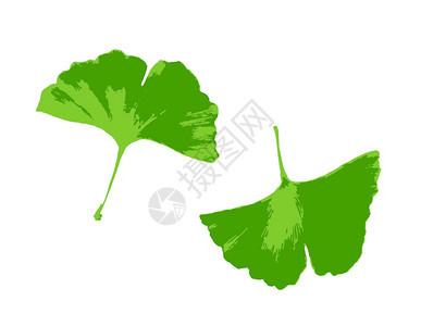 Ginkgobiloba的叶子被白种背景隔离biloba俗称ginkgo或gingko也称婚纱树是Ginkgophyta区唯一的图片