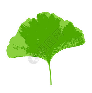 Ginkgobiloba的叶子被白种背景隔离biloba俗称ginkgo或gingko也称婚纱树是Ginkgophyta区唯一的图片