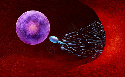 生殖和育概念是一种微小精子或细胞游向卵作为3D的妇科象征施肥和制造怀孕图片