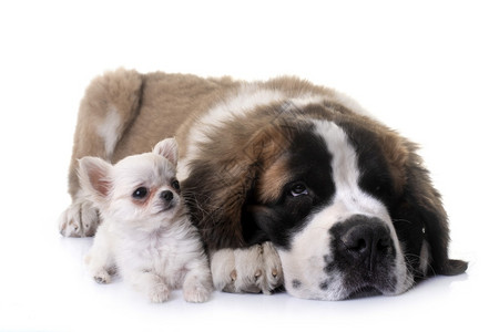 小狗吉娃和圣伯纳德在白色背景面前图片