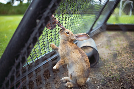 在春天的兔子谷仓复活节中最好的朋友兔子图片
