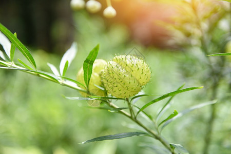 棉花树天鹅植物图片