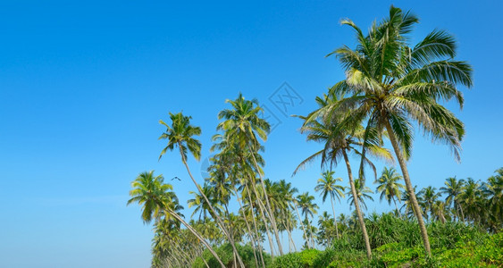 高椰子棕榈树对着蓝天图片