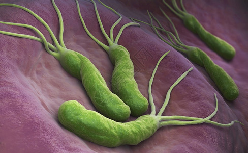 PyloriHelicobacterPylori是一种在胃部发现的格外阴微生物细菌3D示例图片