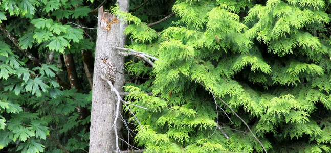 猫头鹰在死树上偷猎寻找物图片