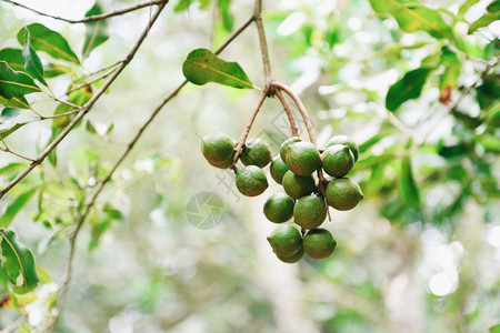 马卡达米亚坚果挂在夏季农场的树枝上图片