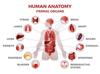 人体内脏器官示范图例图片