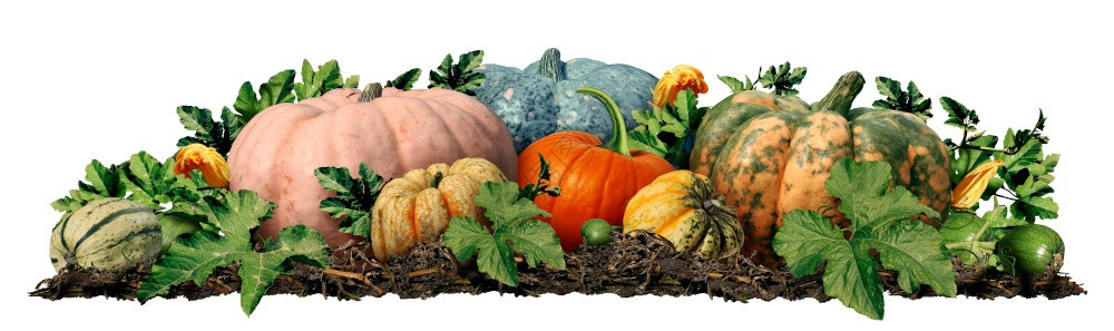 秋季南瓜补丁作为户外农民市场图标新鲜壁球作为秋天的季节收获图片