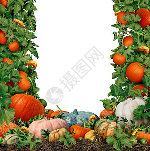 秋天收成空白框作为南瓜农场边界设计壁球作为户外农民市场收获秋天有新鲜水果作为季节展示和感恩象征图片