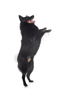 白色背景前纯的Schipperke背景图片