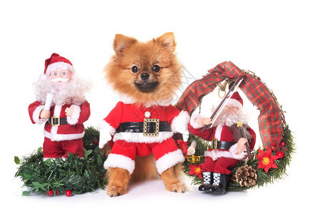 在白色背景面前装饰狗和圣诞图片