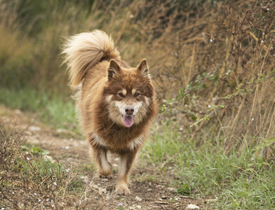 棕褐色芬兰Lapphund自然行走图片