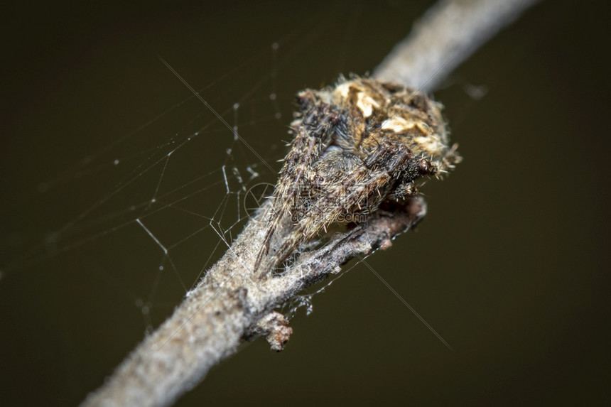 Laglaise在自然背景的树枝上花园蜘蛛昆虫动物图片