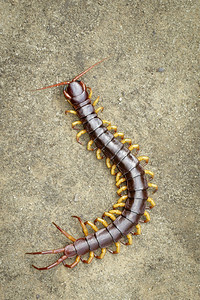 昆虫蜈蚣图片