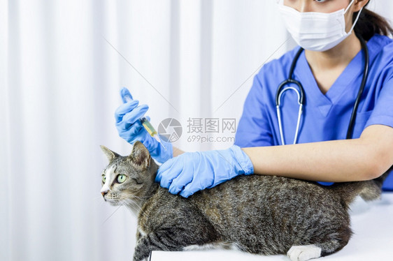 兽医诊所护理和猫类生图片