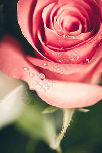 近距离看到美丽的优雅粉红玫瑰和水滴图片