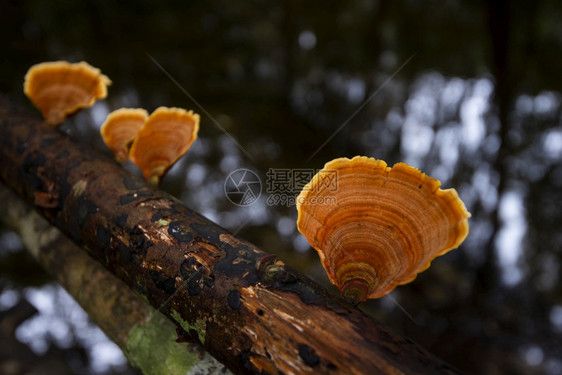 丛林中的蘑菇图片
