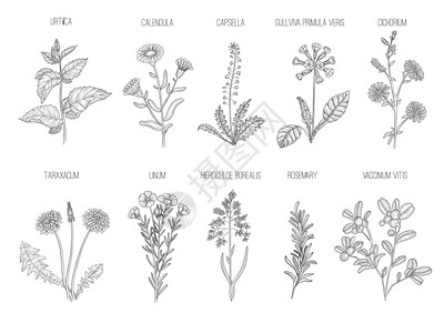 药用花粉收集健康的花叶手工画图图片