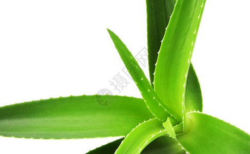 Aloevera是白底皮植物的一种稀释为农业和药用途而种植图片