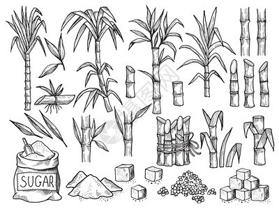 糖厂甘蔗种植场的农业生产甘蔗种植场的手工收集甘蔗成熟种植场的手工收集图片