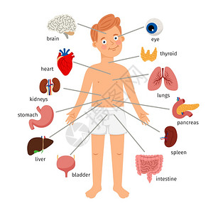 人体结构图内脏 卡通图片