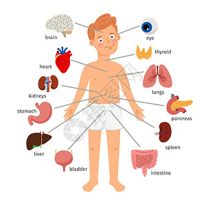 幼儿园人体器官简化图图片