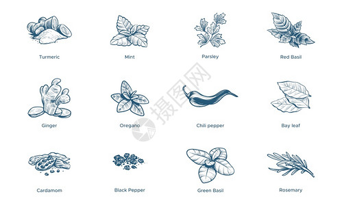 黄粉背景香料和草药姜辣椒和黑胡红辣菜和黑叶薄荷卡通和迷迭香的线状古草图姜红菜和黑胡椒叶卡通和迷迭香的线状图形草香料和黄粉黑胡椒卡通迷迭香插画