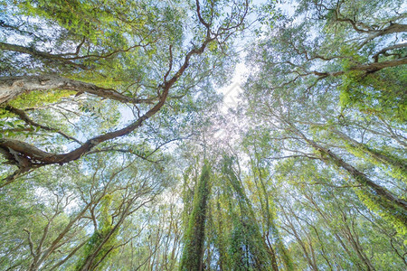 Rayong植物园的树木旧纸条林带湖泊或河流的热带森林以及泰公园和山丘的反射图片