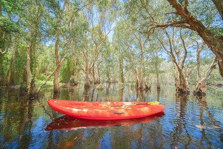 Kayak独木舟在Rayong植物园旧纸条林热带森湖泊或河流以及公园和泰的反射图片