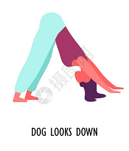 瑜伽狗看低姿势运动或健身孤立的女格矢量站在腿上和手做角伸展女孩体育活动锻炼和集中瑜伽姿势或肛门图片