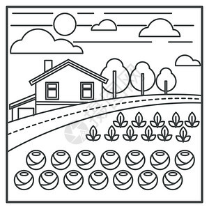 黑白线稿农村有机食品卷心菜矢量插画图片