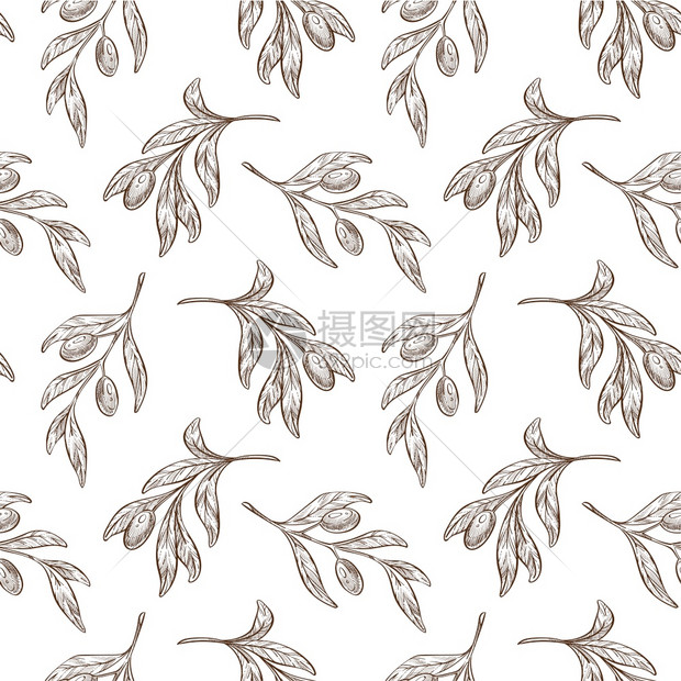 手绘单色植物橄榄枝矢量元素背景插画